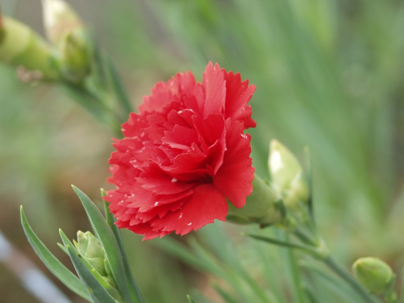Dianthus caryophyllus